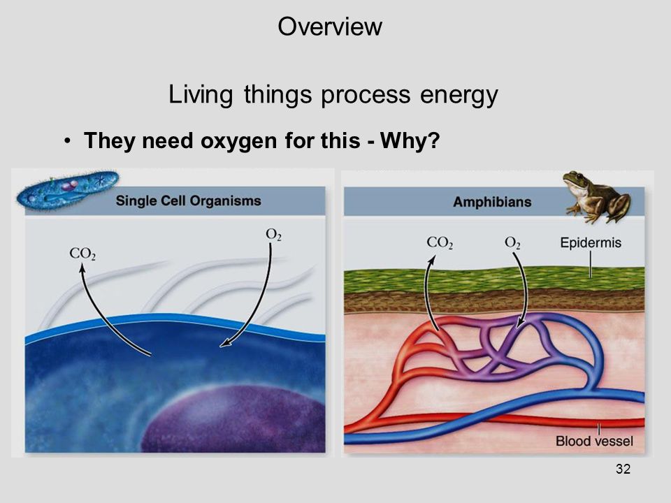 Why Do Living Things Require Energy?